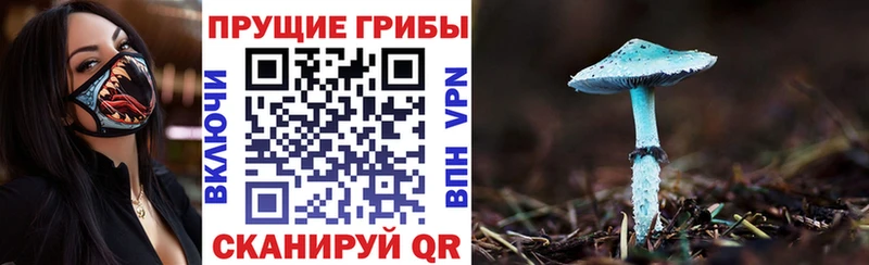 где купить наркоту  Пугачёв  маркетплейс официальный сайт  Псилоцибиновые грибы мухоморы 
